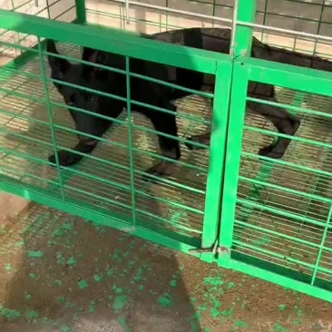 黑狼犬