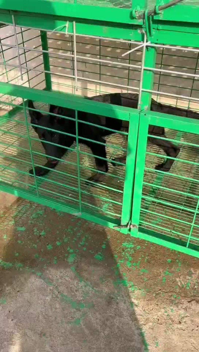 黑狼犬