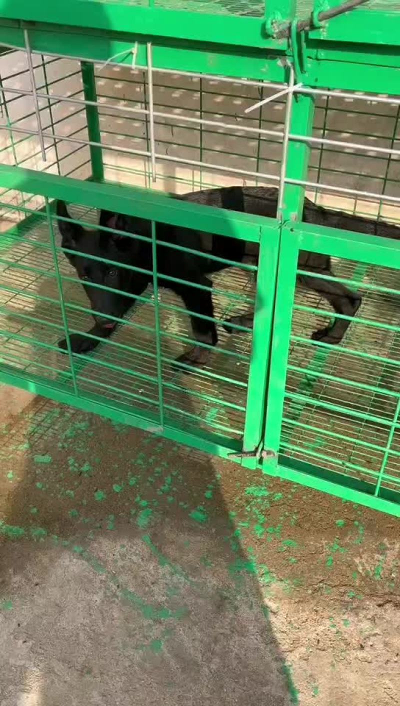 黑狼犬