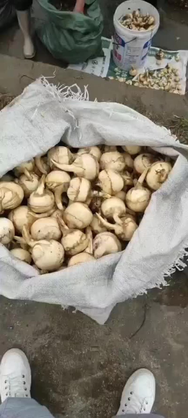 白慈姑产地直销现挖现发