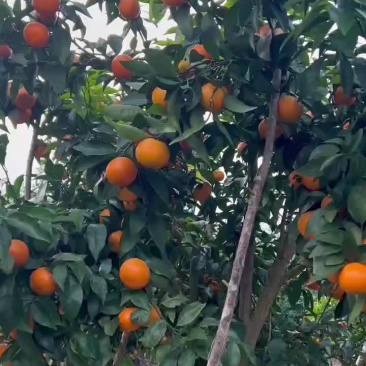 精品沃柑，甜得发腻，无干水，要货速度
