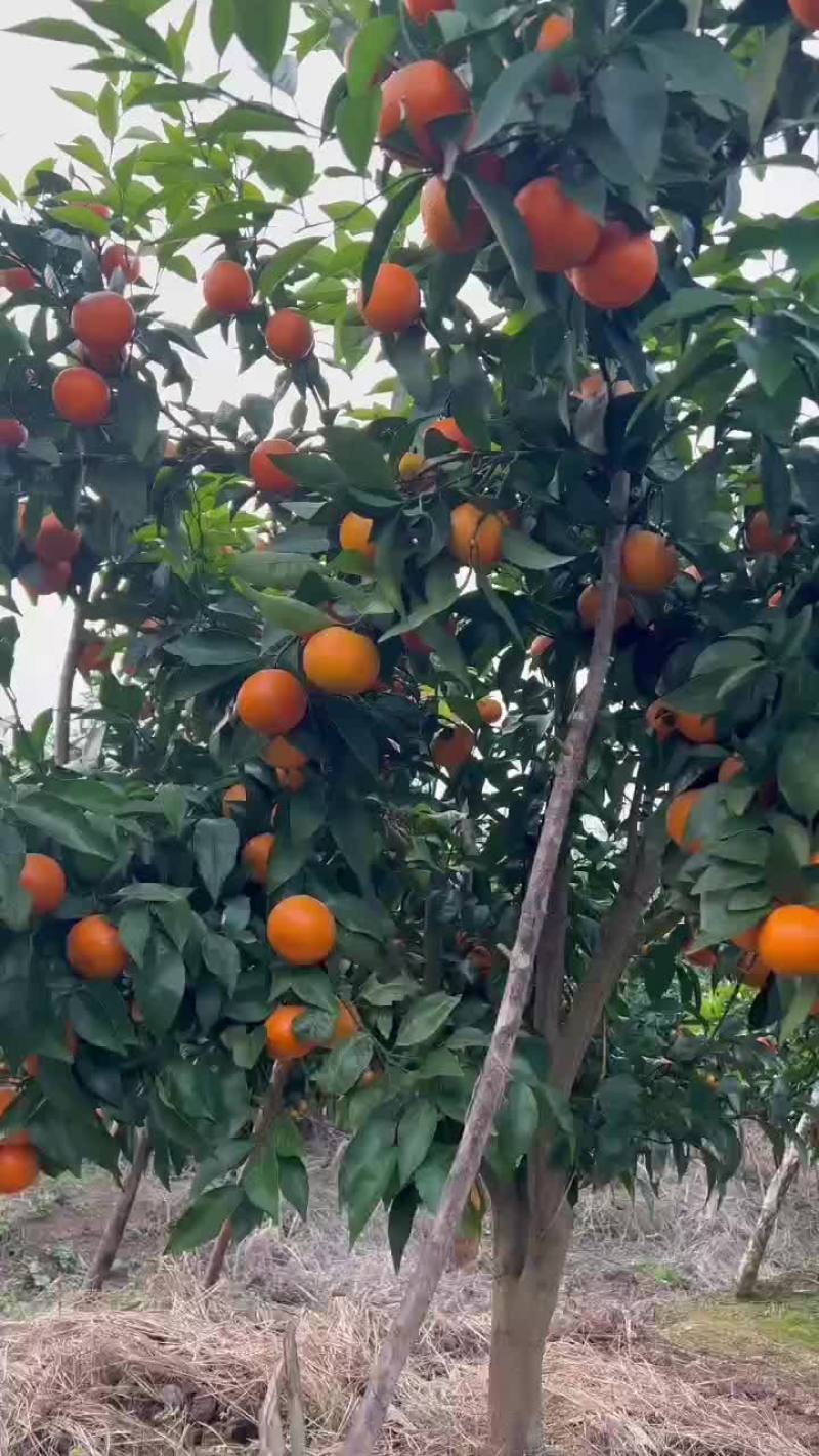 精品沃柑，甜得发腻，无干水，要货速度