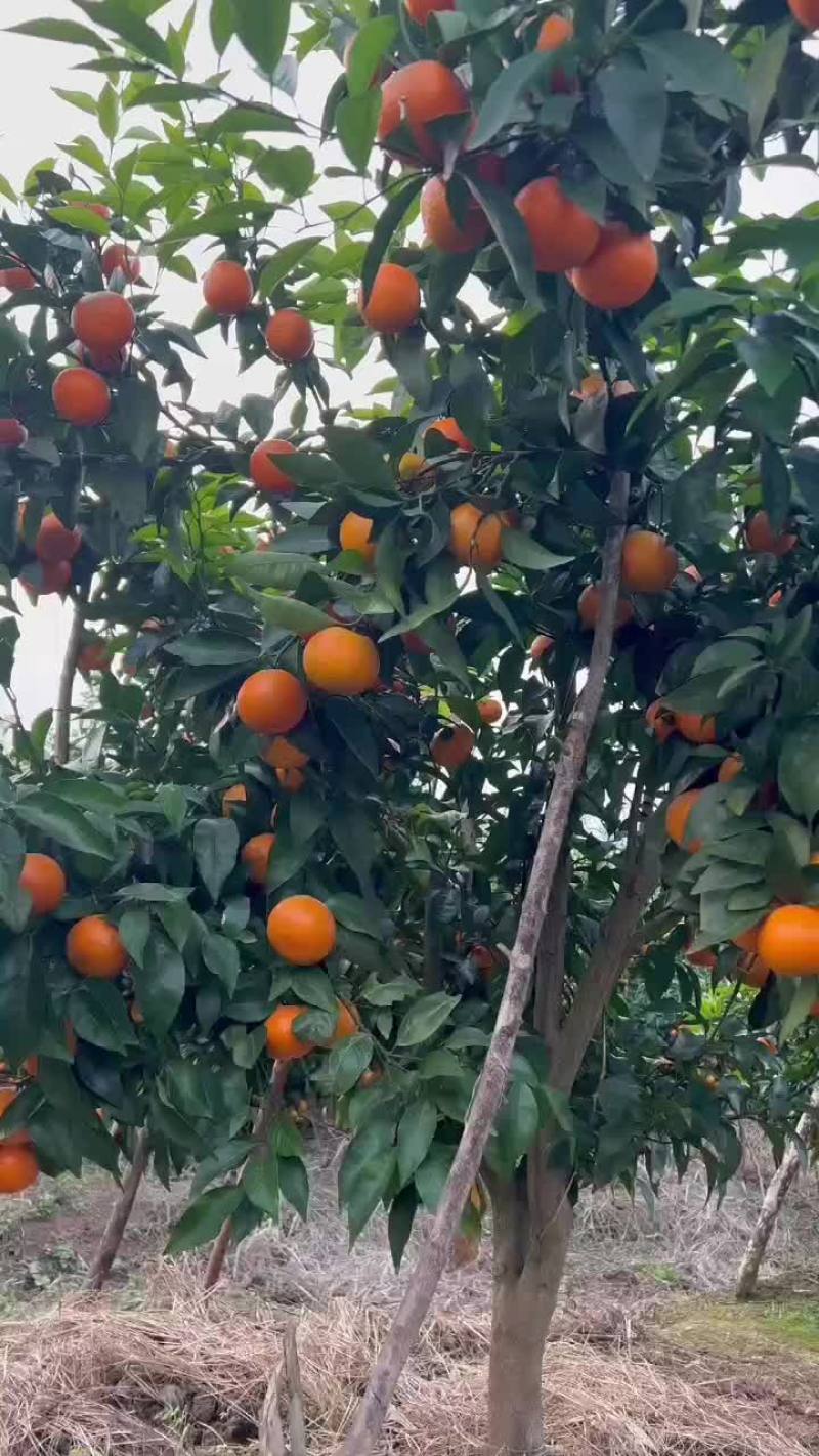 精品沃柑，甜得发腻，无干水，要货速度