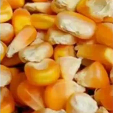东北玉米