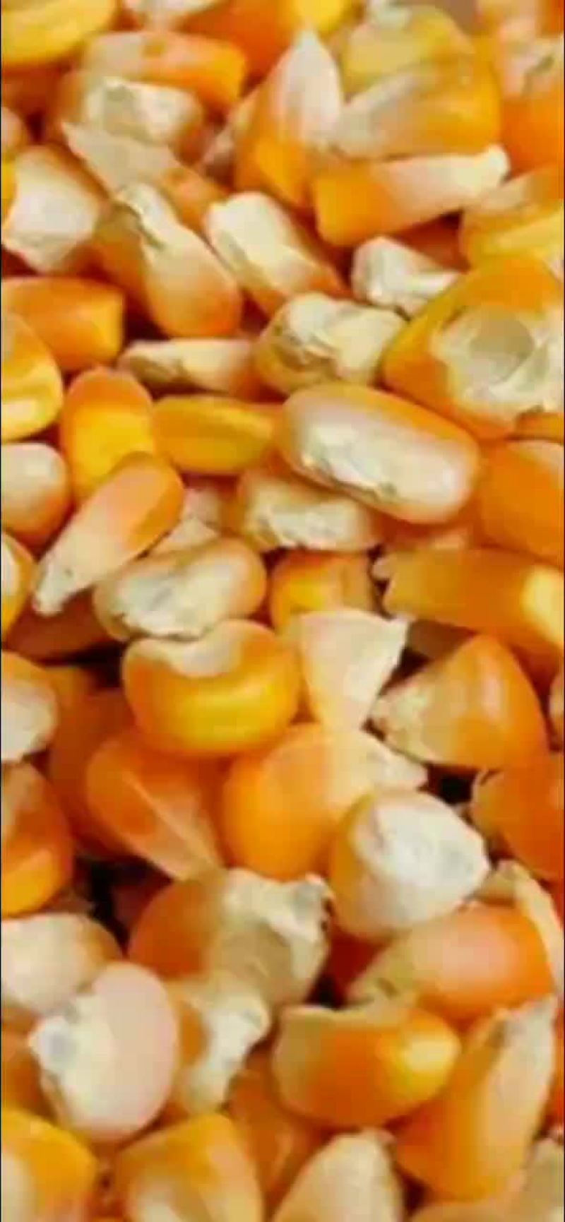 东北玉米