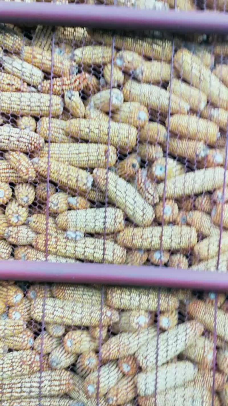 东北玉米