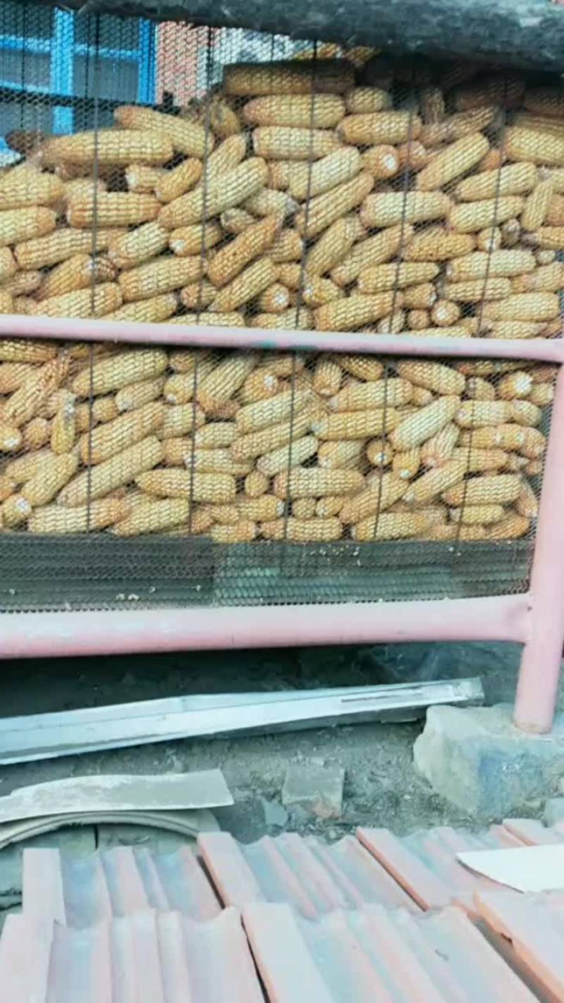 东北玉米