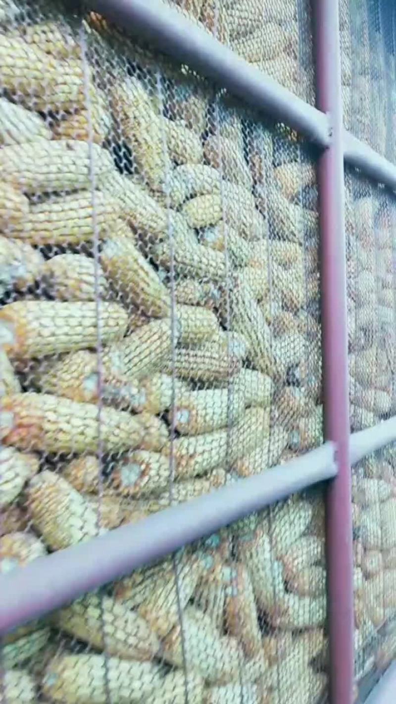 东北玉米