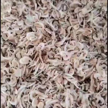 小虾米