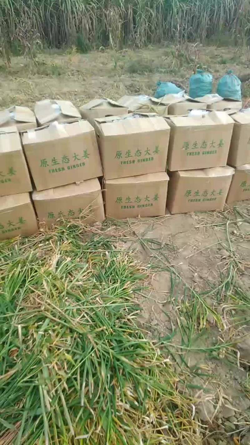 中黄姜