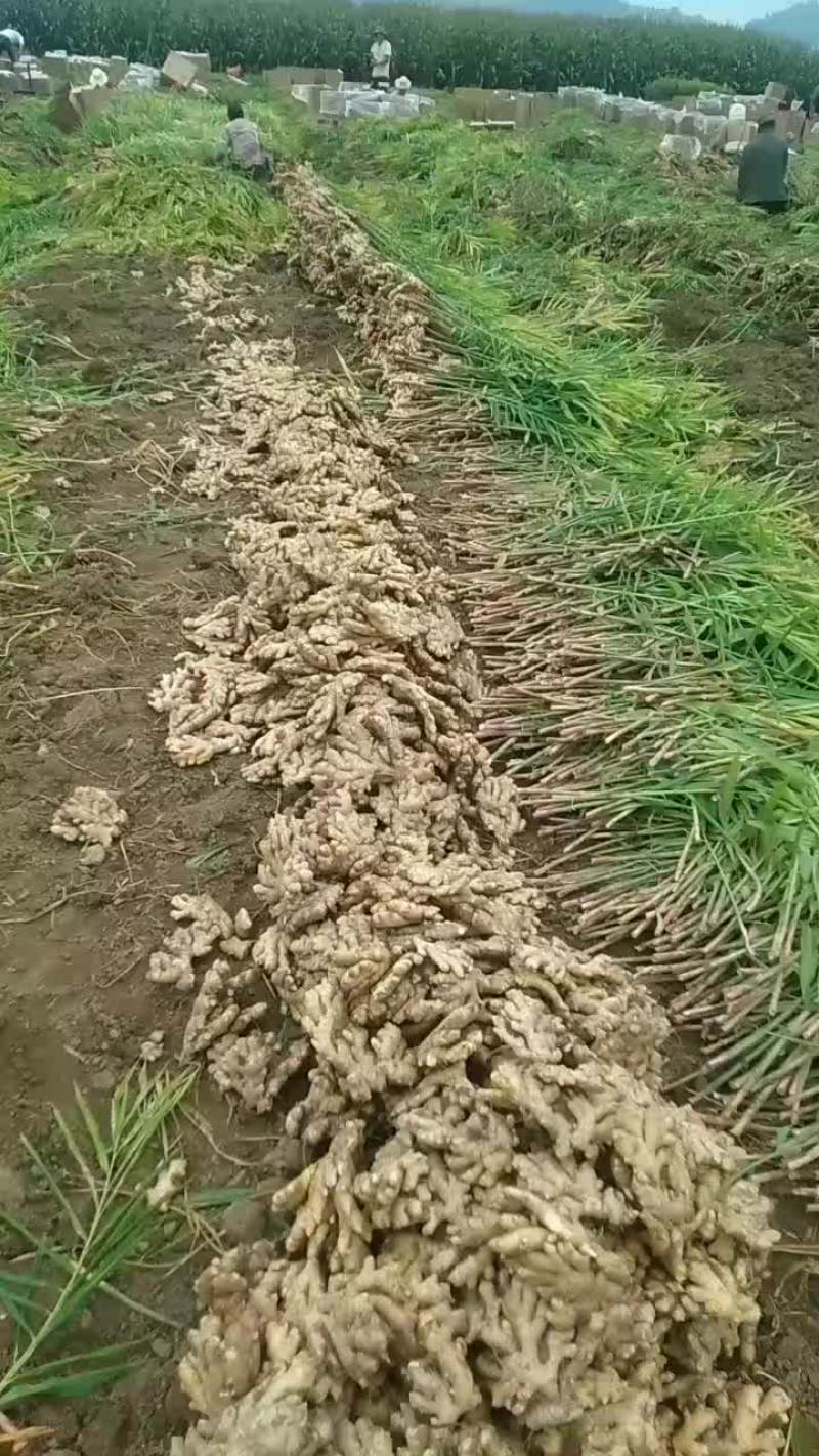 中黄姜