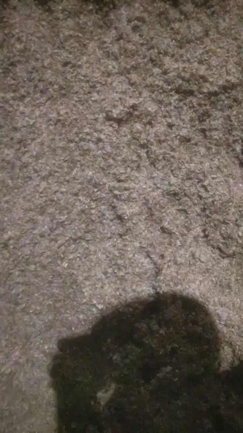 白酒糟
