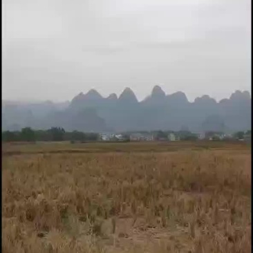 土地出租可种2季
