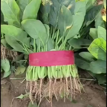 精品菠菜