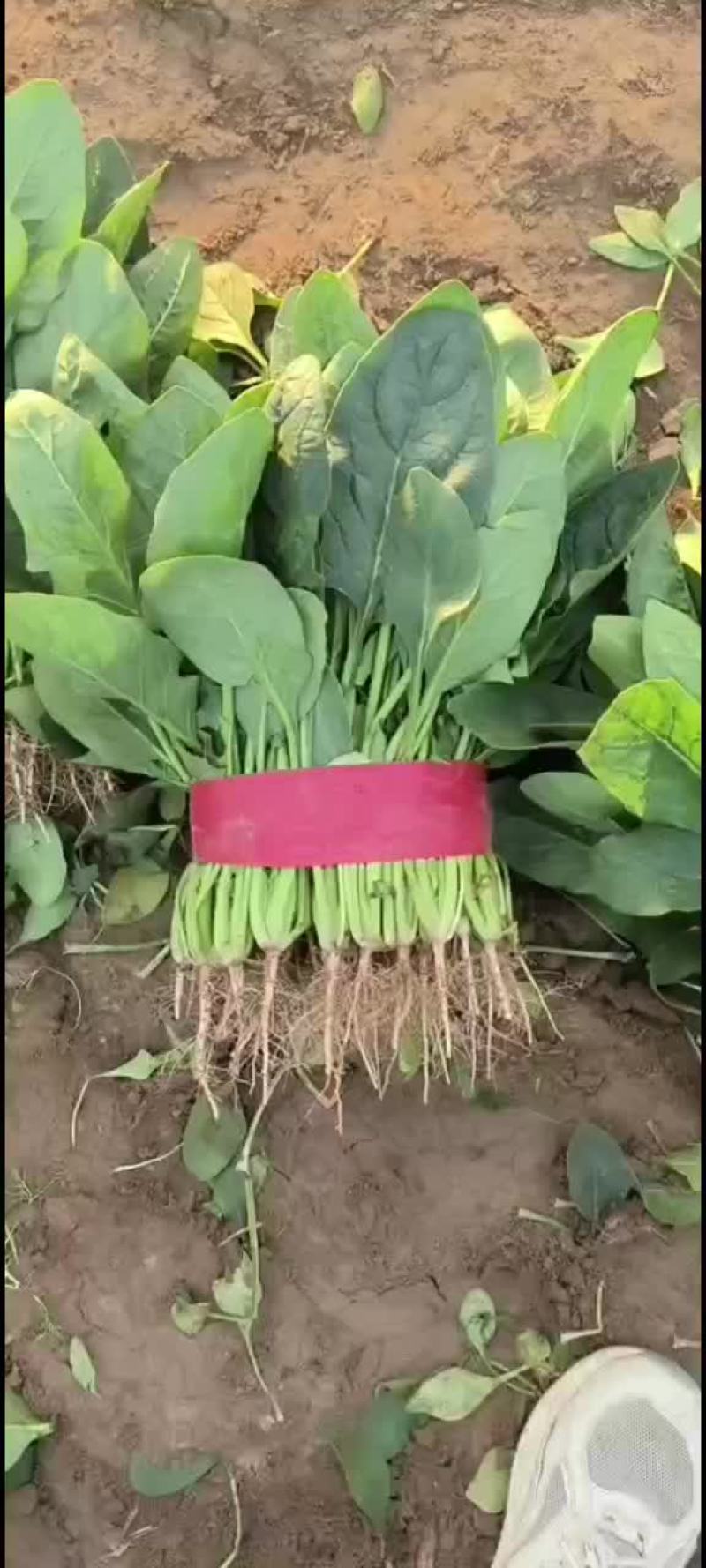 精品菠菜