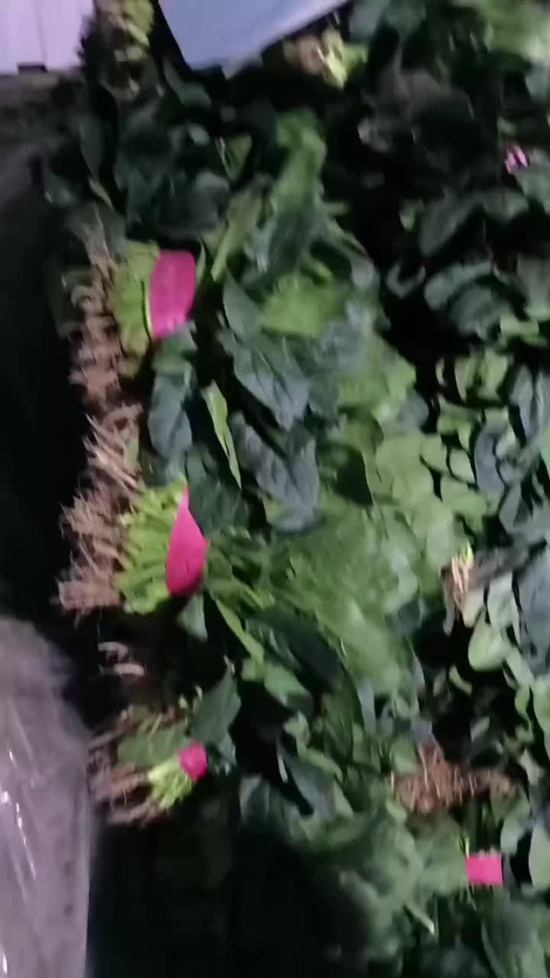 精品菠菜