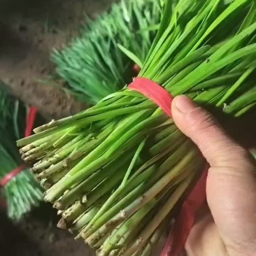 精品韭菜货源充足质量保证量大从优欢迎咨询