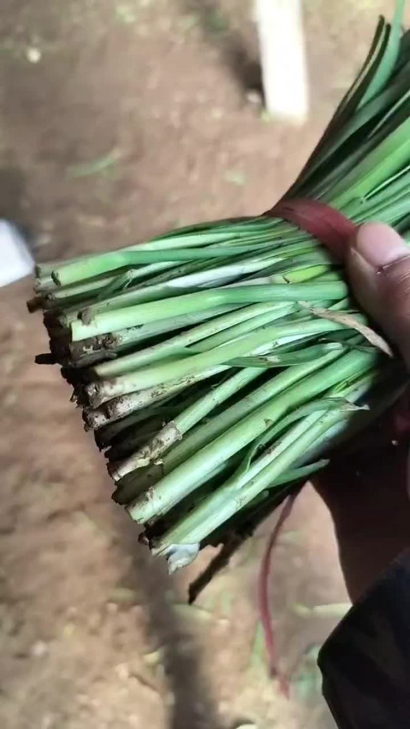 精品韭菜货源充足质量保证量大从优欢迎咨询