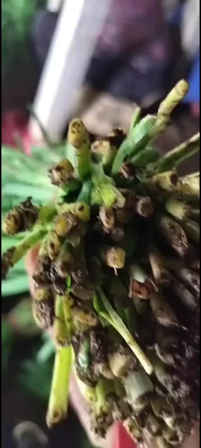 精品韭菜货源充足质量保证量大从优欢迎咨询