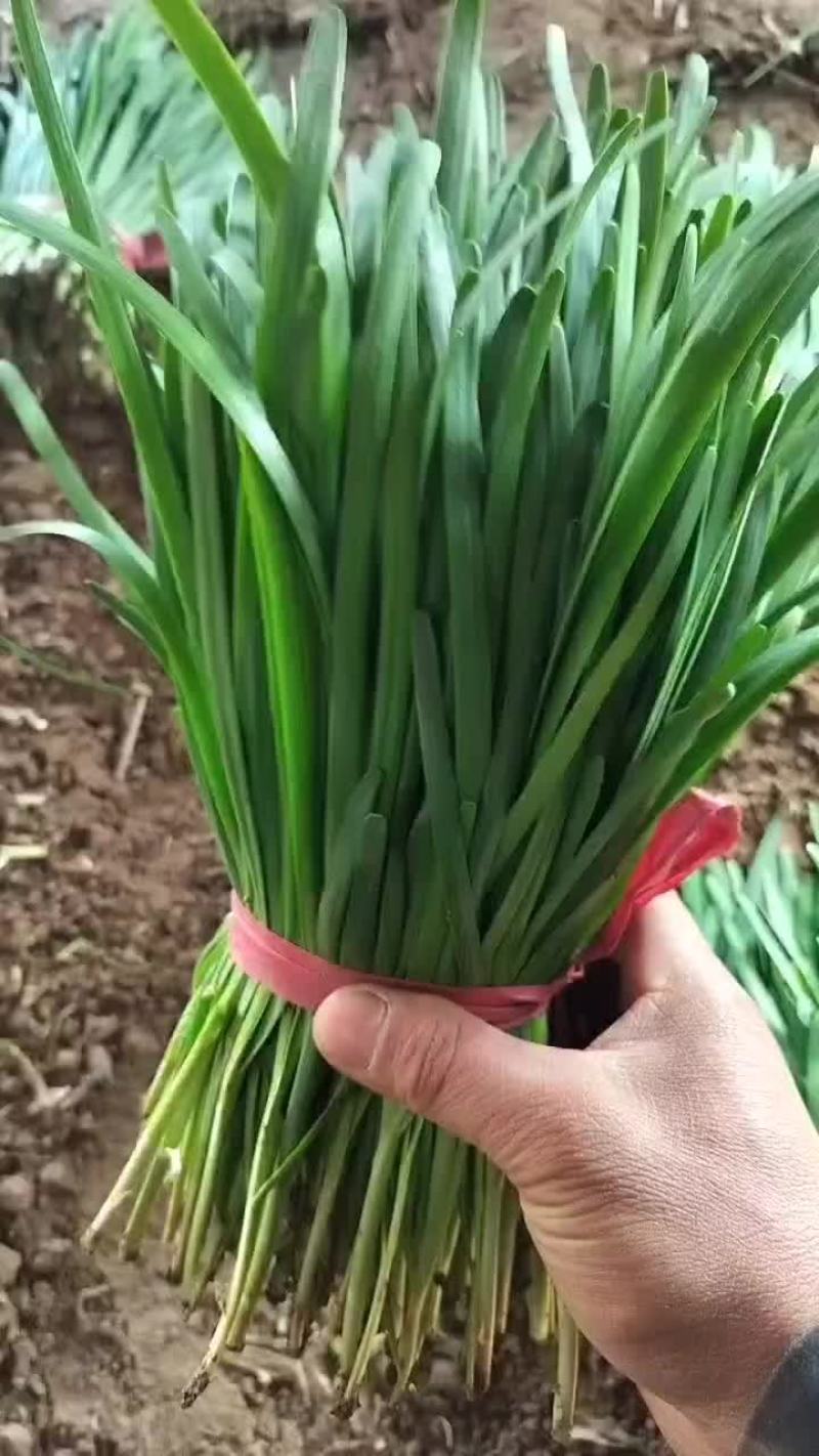 精品韭菜货源充足质量保证量大从优欢迎咨询