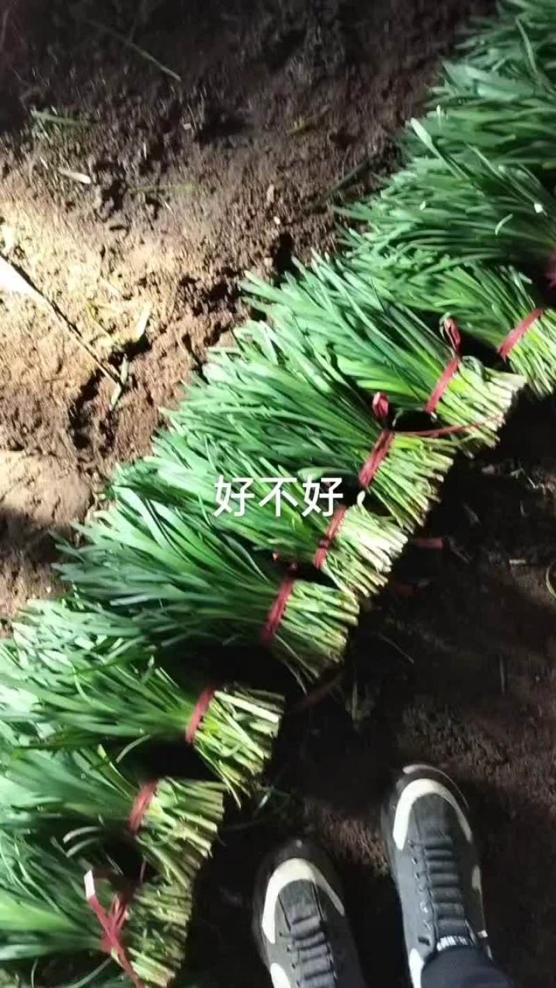 精品韭菜货源充足质量保证量大从优欢迎咨询