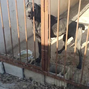 黑狼犬