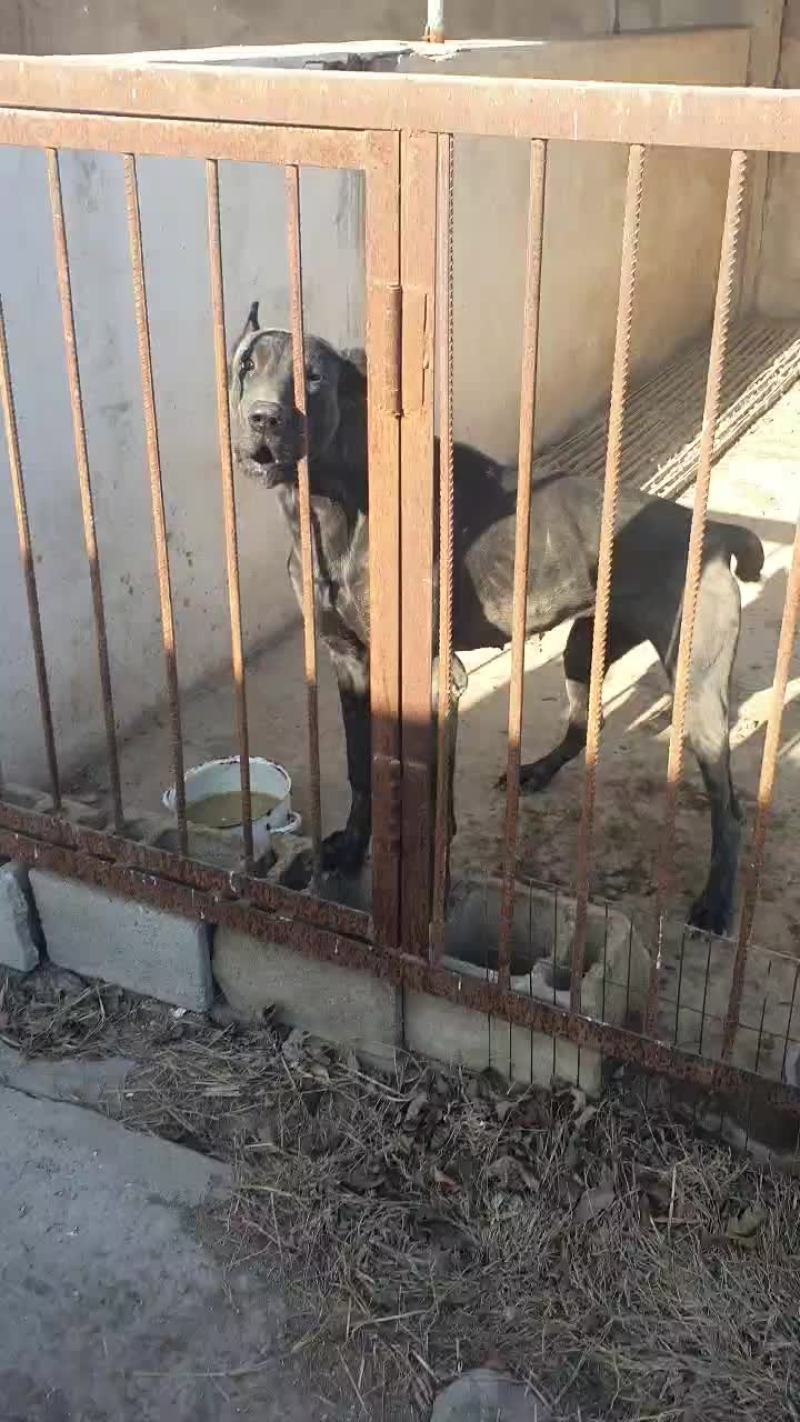 黑狼犬