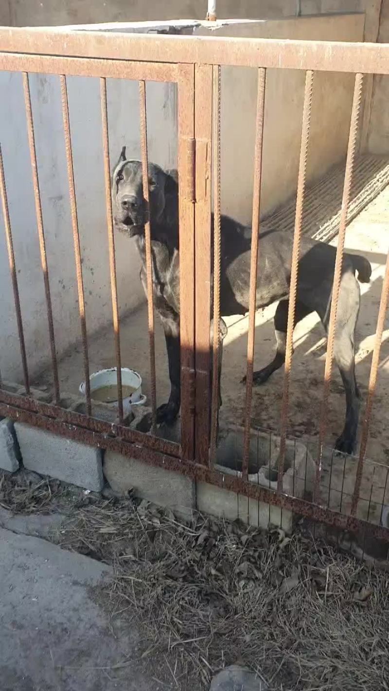 黑狼犬