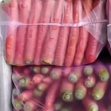 红萝卜，精品红萝卜中粗，品质精良，供应各种市场，满足客户