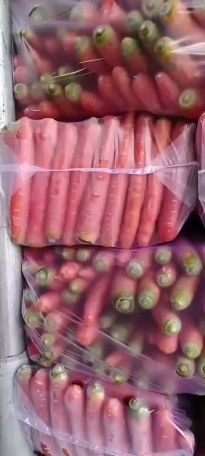 红萝卜，精品红萝卜中粗，品质精良，供应各种市场，满足客户
