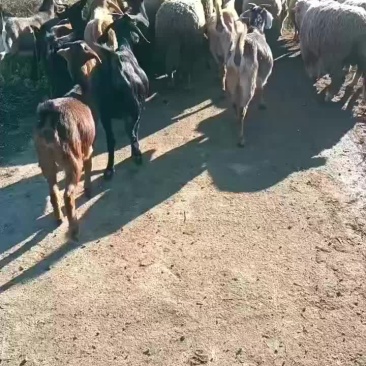 山羊绵羊都有货