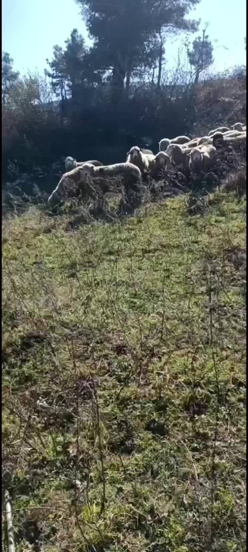 山羊绵羊都有货