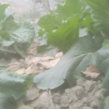 陇南大白菜