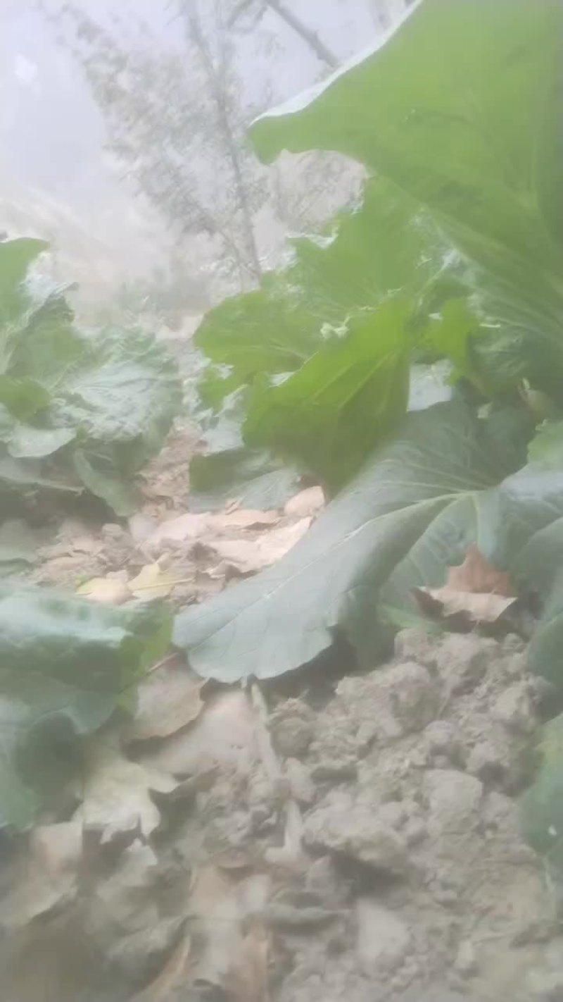 陇南大白菜