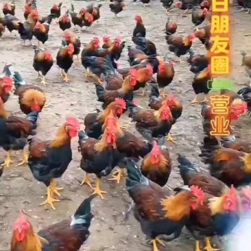 清远麻公鸡。