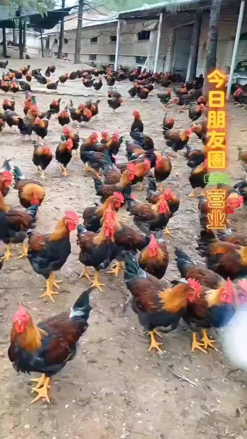 清远麻公鸡。