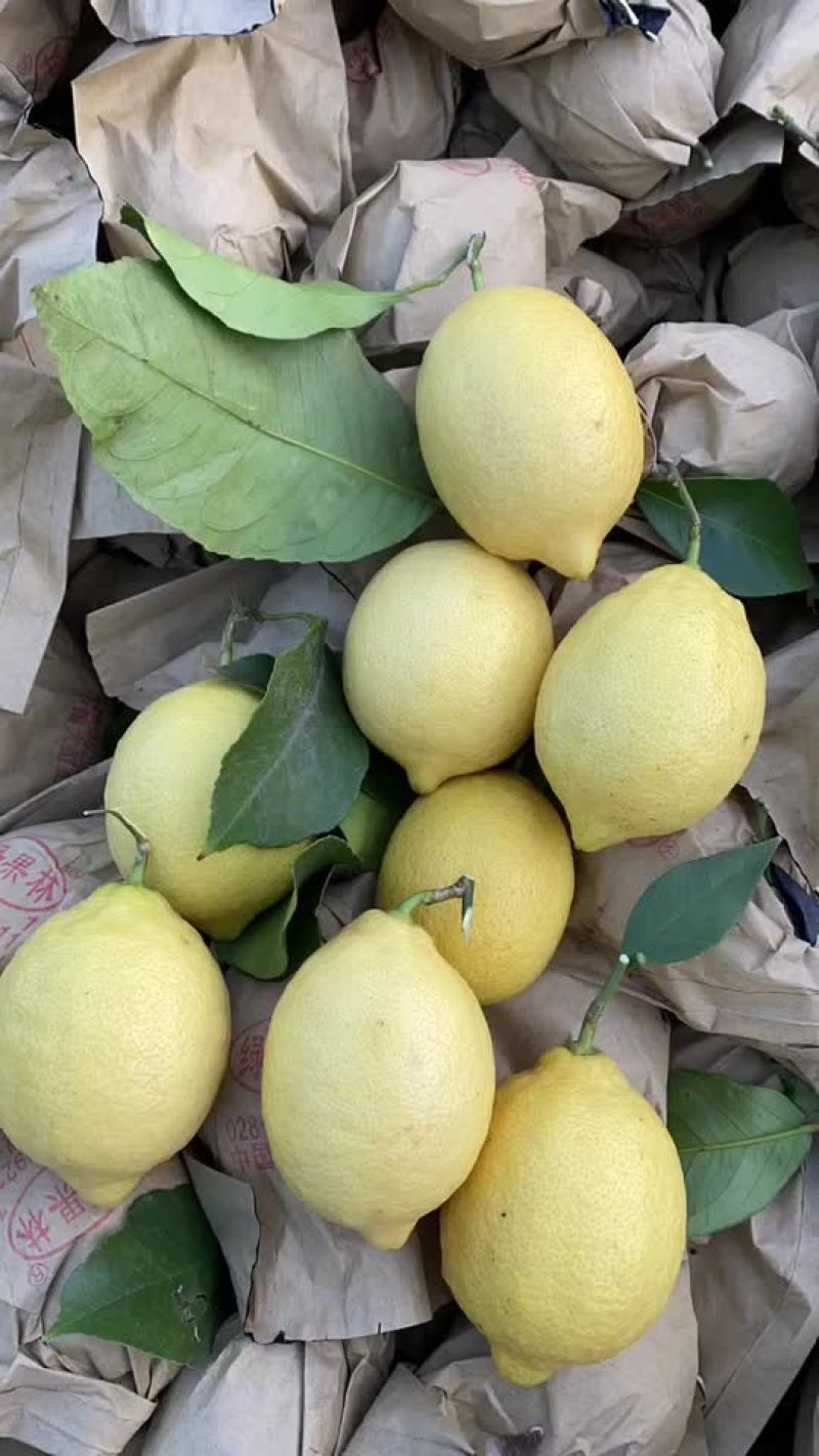尤力克柠檬