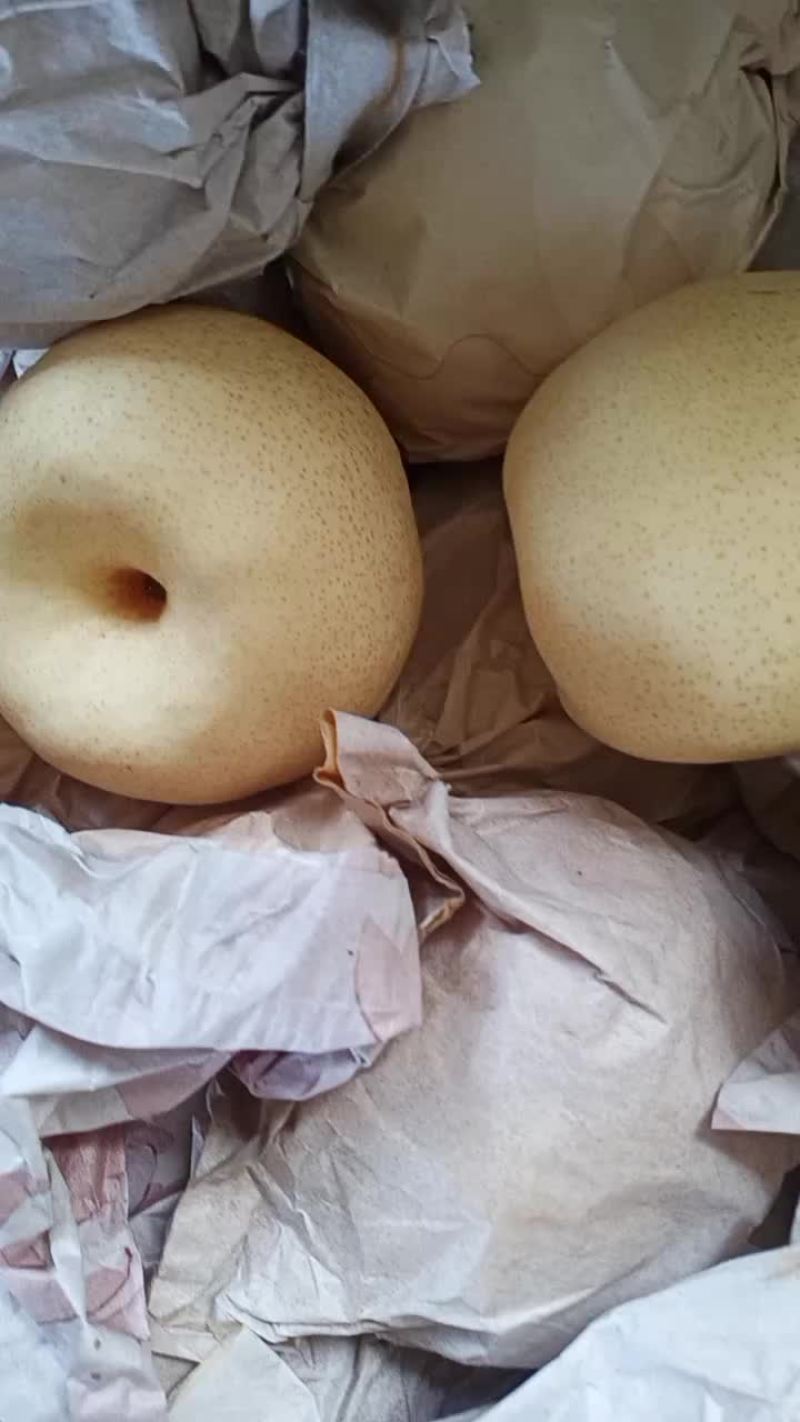 万荣冷库纸袋酥梨大量出库。目前客户正在抢购中！