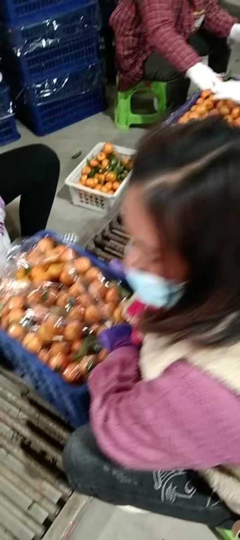 砂糖橘