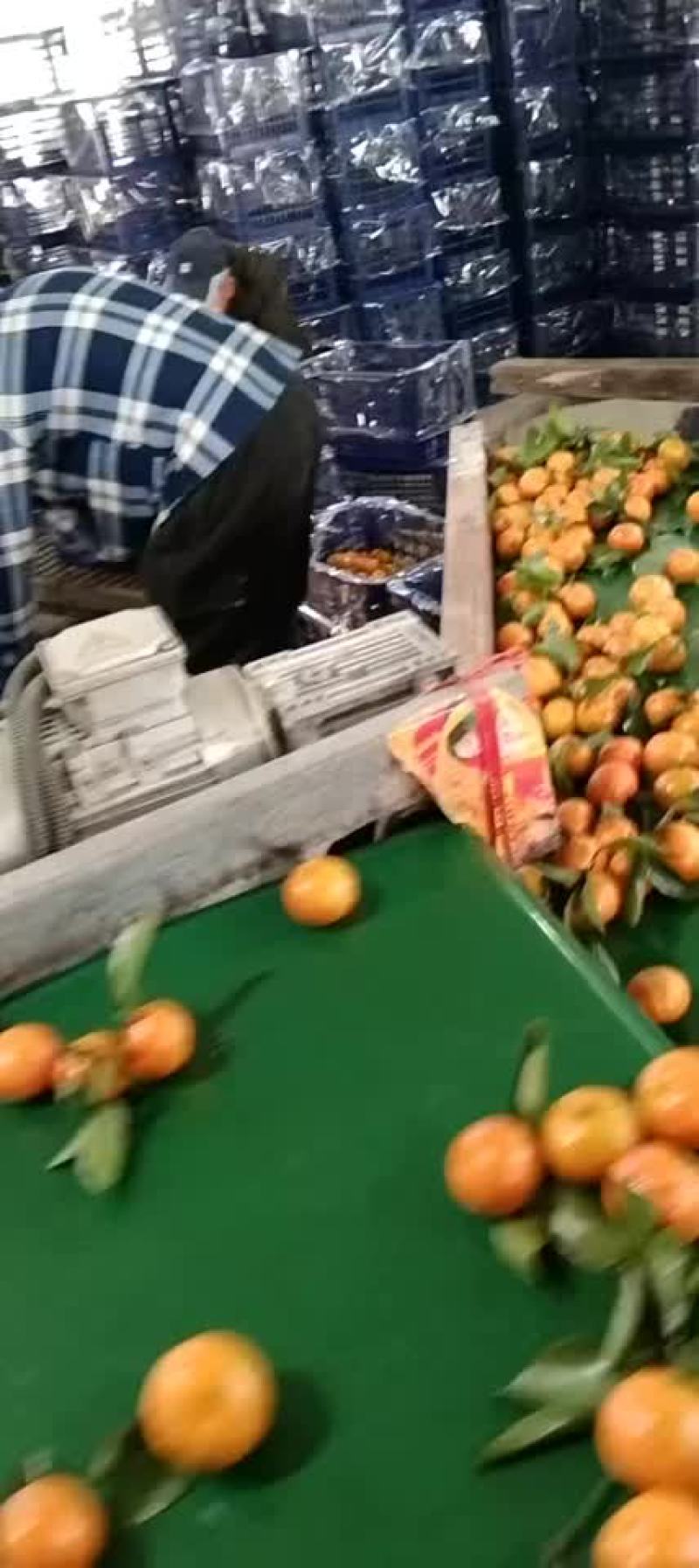 砂糖橘