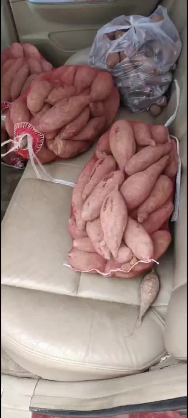 红薯