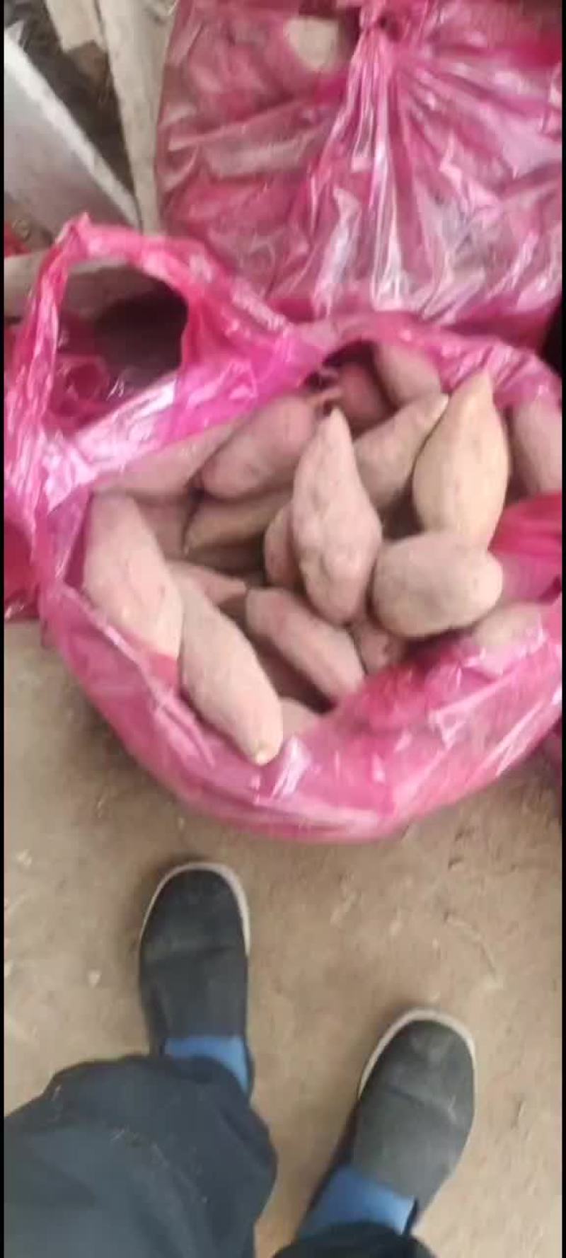 红薯