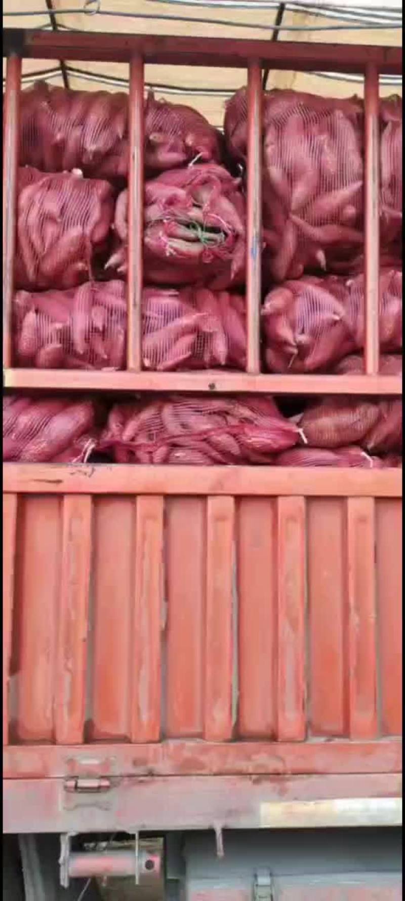 红薯