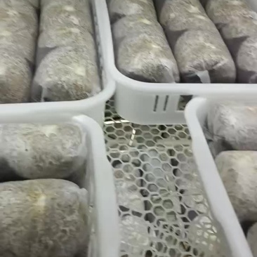 金耳菌棒