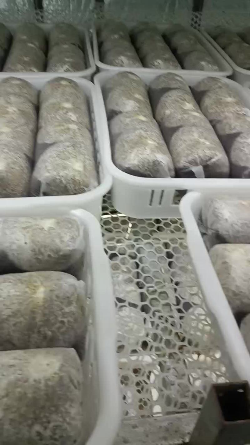金耳菌棒