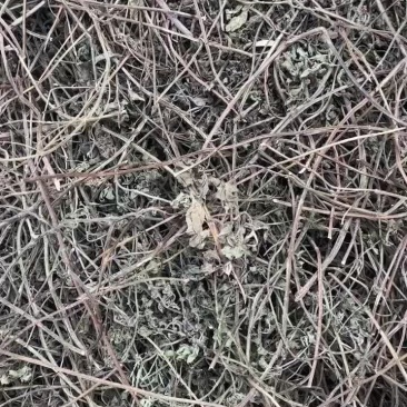 薄荷一手货源大货供应全草欢迎咨询
