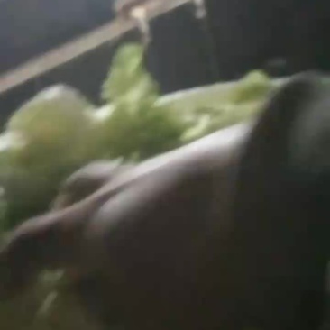 玉米白菜喂养