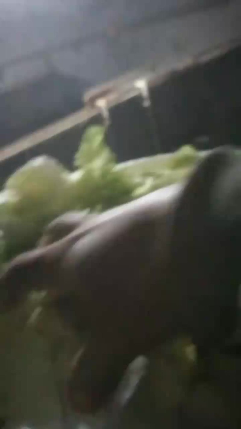 玉米白菜喂养