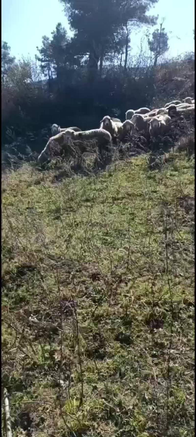山羊绵羊，降价了，降价了，需要的老板抓紧时间