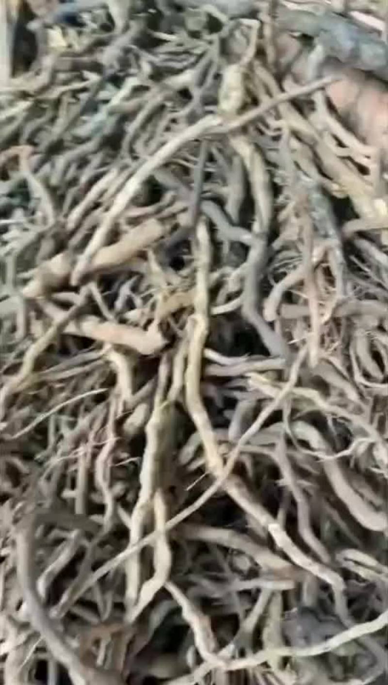 布福娜/黑老虎根/黑老虎小钻大钻大量供应